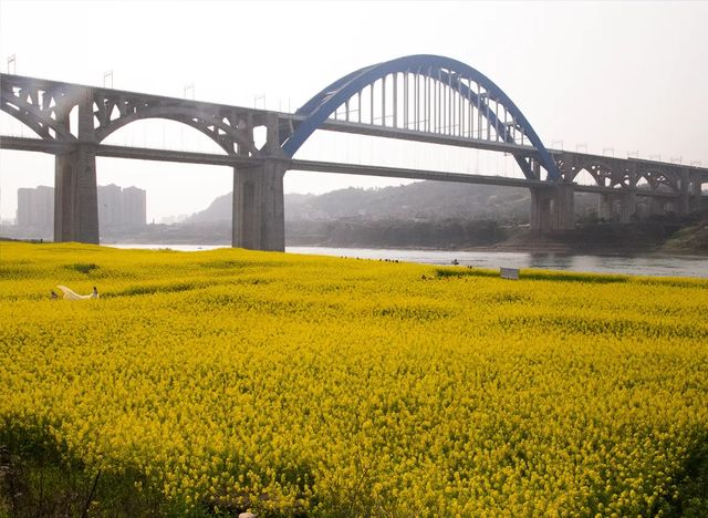 宜賓城邊的油菜花海，叙永區雪灘公園賞花去