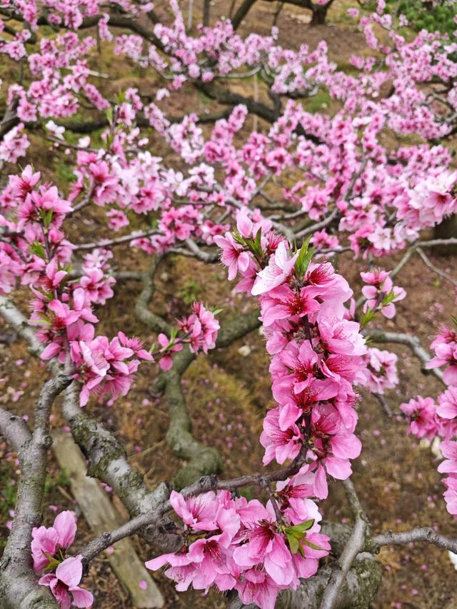 開了，開了，這裡桃花正艷
