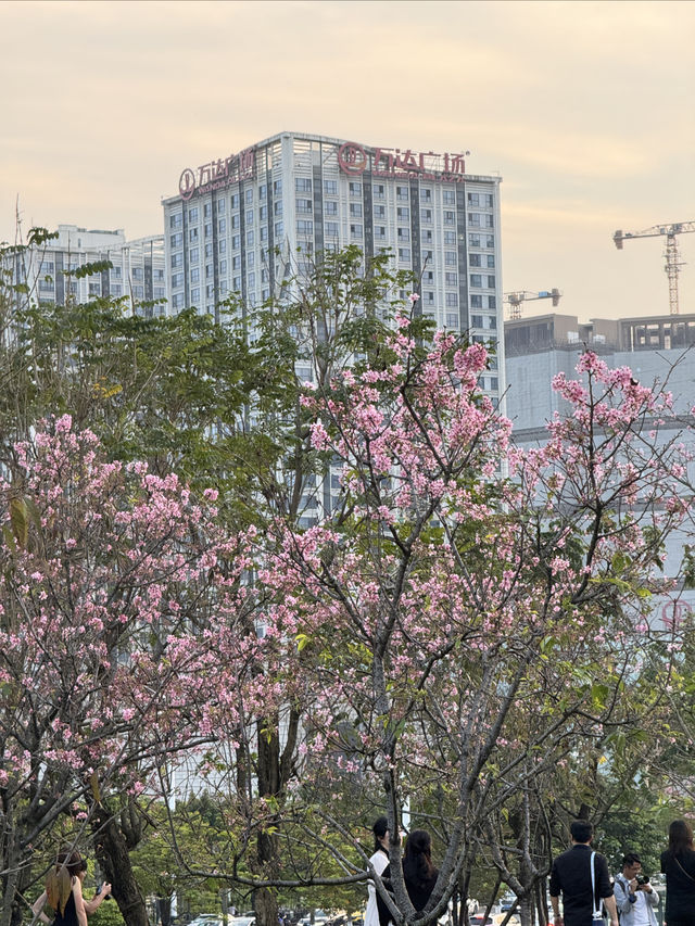 萝岗香雪兒童公園櫻花打卡攻略來啦！