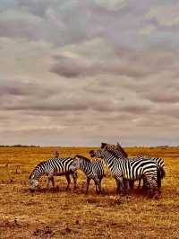 動物王國•肯尼亞