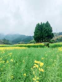 千島湖畔鰲山村,油菜花海金浪湧動