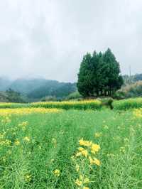 千島湖畔鰲山村，油菜花海金浪湧動