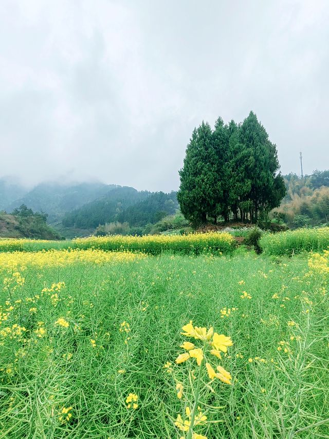 千島湖畔鰲山村,油菜花海金浪湧動 千島湖畔鰲山村,油菜花海金浪湧動