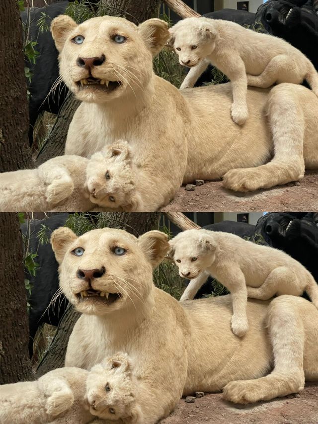 武漢自然博物館，不知道的還以為我來到了動物園