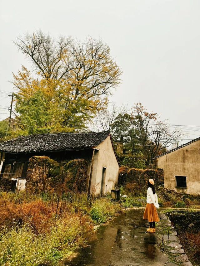 自駕四明山探古村，別錯過字豐村千年銀杏