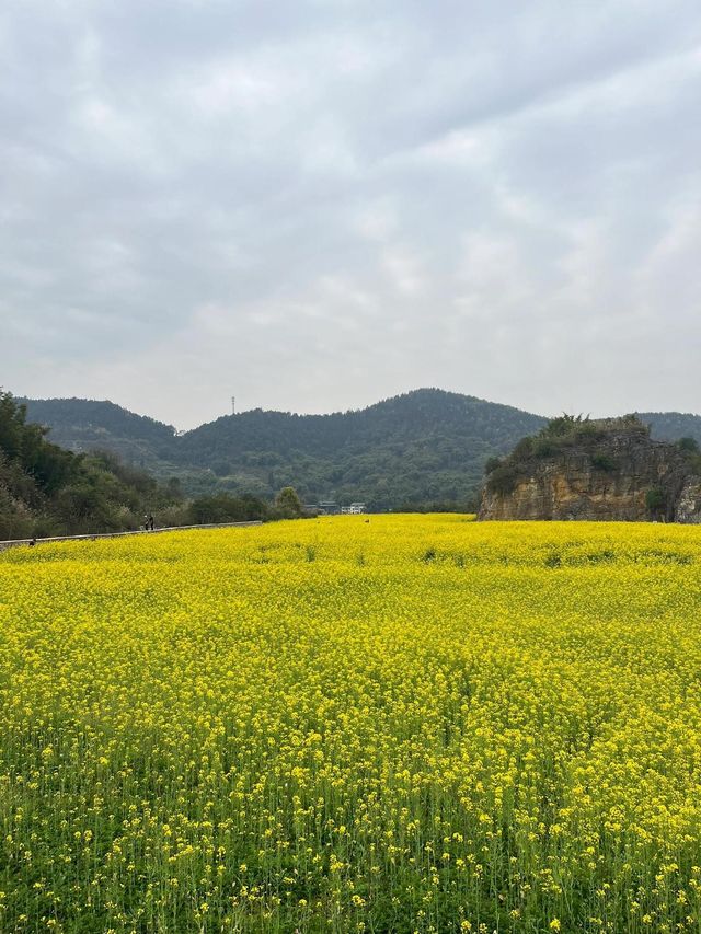 天堂壩的油菜花