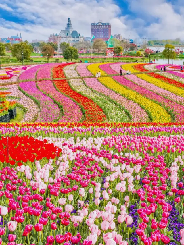 I cried! Coming to the "Dutch Flower Sea" in Dafeng, Yancheng, I regretted it