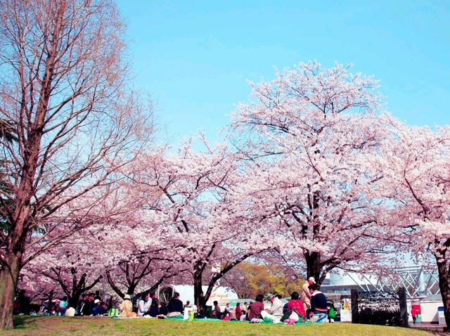 Great Hanami in A Famous Park