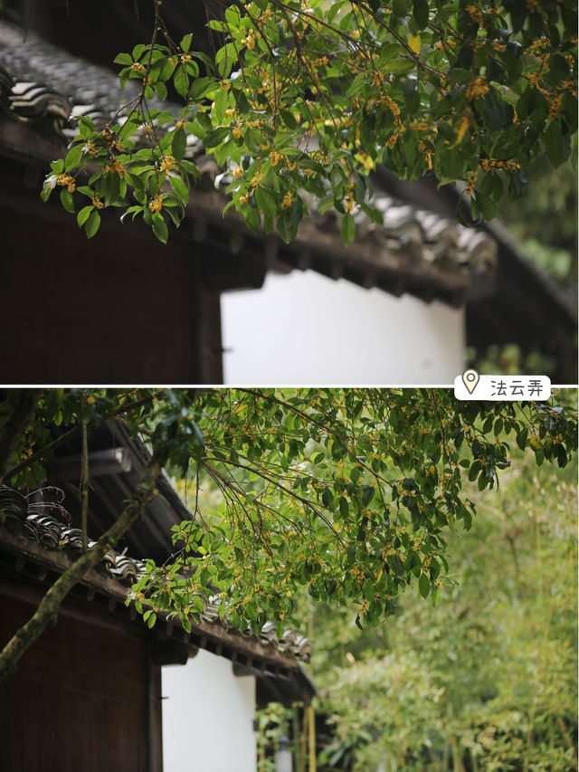 Beyond the Lingyin Temple, I recommend two serene spots for appreciating osmanthus. They are perfect for those who follow the Buddhist way of life, enjoy petting cats, and savor temple coffee.