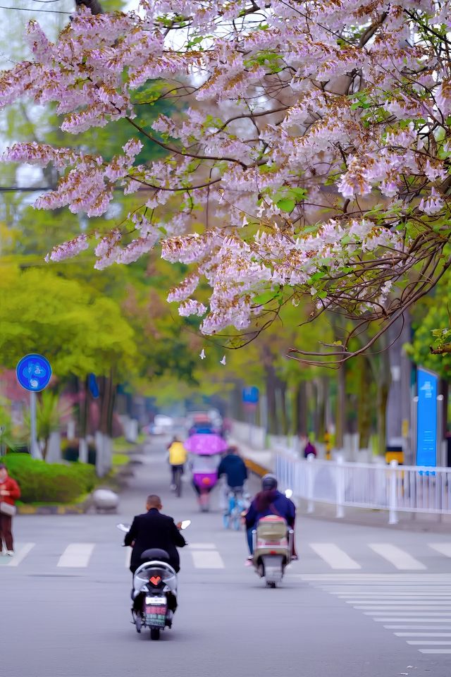 人少景美| 春日裡的泡桐樹花盛開
