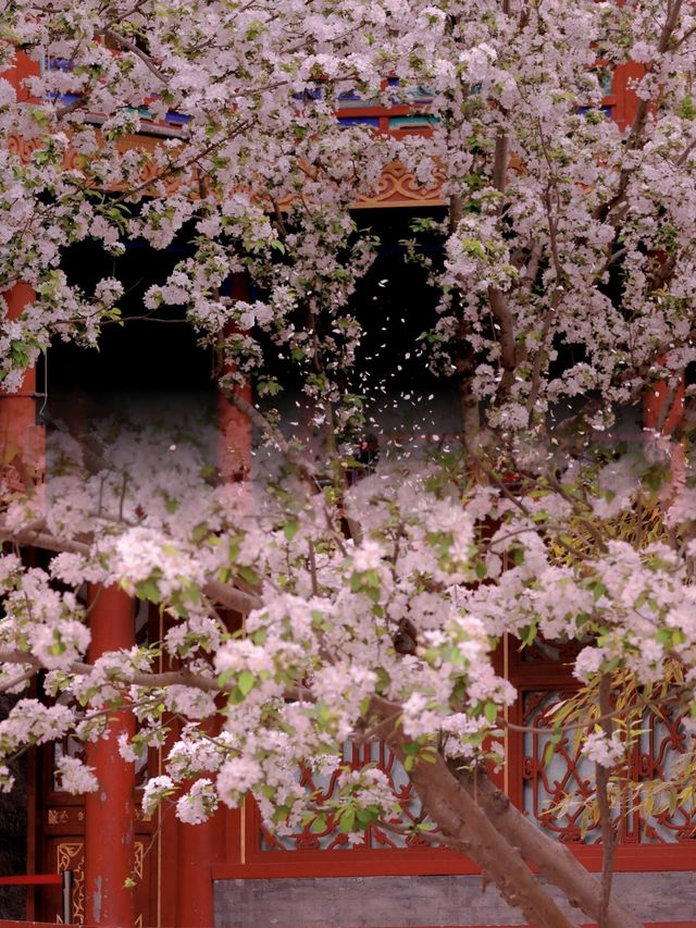 北京｜一半春休感受恭王府海棠花的绝美
