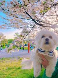 東京帶小狗避開人群的小眾賞櫻公園|||