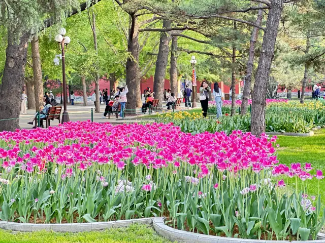 Tulips in Zhongshan Park