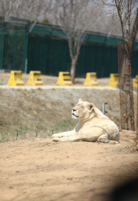 秦皇島野生動物園超全攻略~