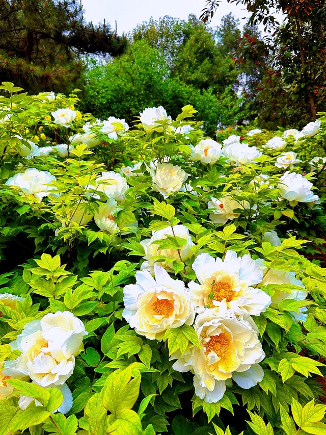 洛陽王城公園賞花，帶你領略春天的美麗！