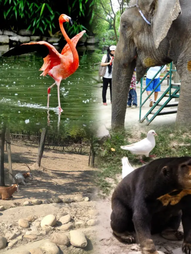 สวนสัตว์ป่าเซี่ยงไฮ้มีคู่มือที่มีประโยชน์มาก