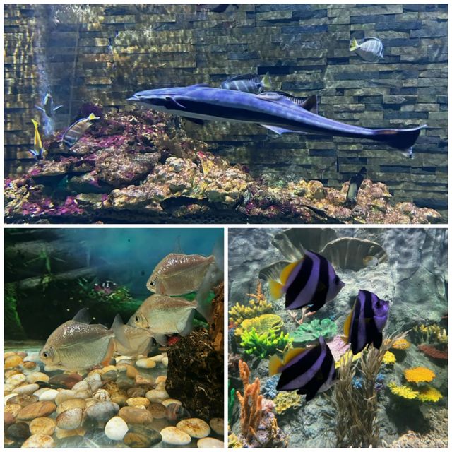 海洋生物這裡應有竟有！