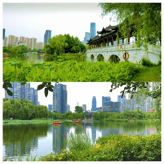 位於市中心城區（二環線內）的“世外桃源”——沙湖公園，賞荷賞景的天花板