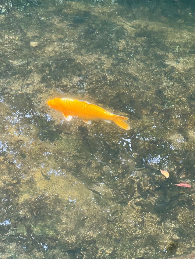 愛麗絲仙境|魯山神牛大峽谷