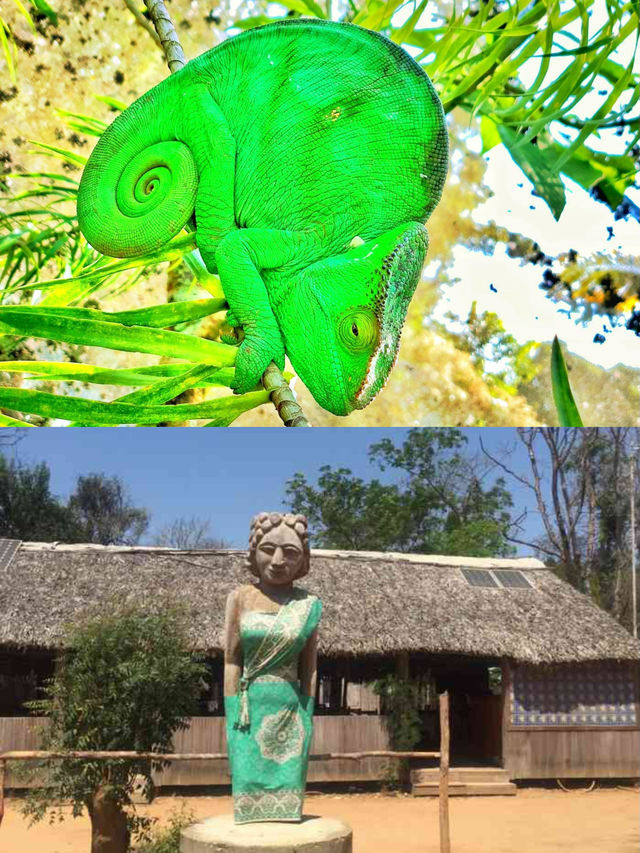 科靈迪自然保護區 探秘自然奇蹟，與野生動植物共舞