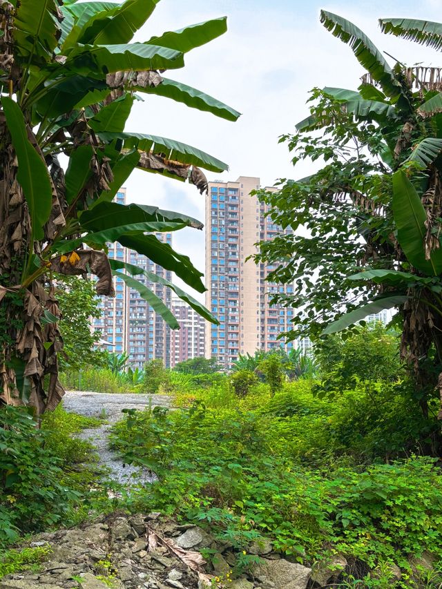 重慶 | 陳電村