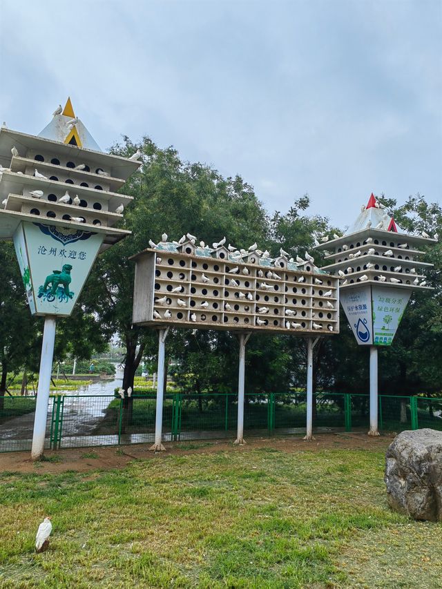 滄州3天2夜（16） 大雨後的獅城公園