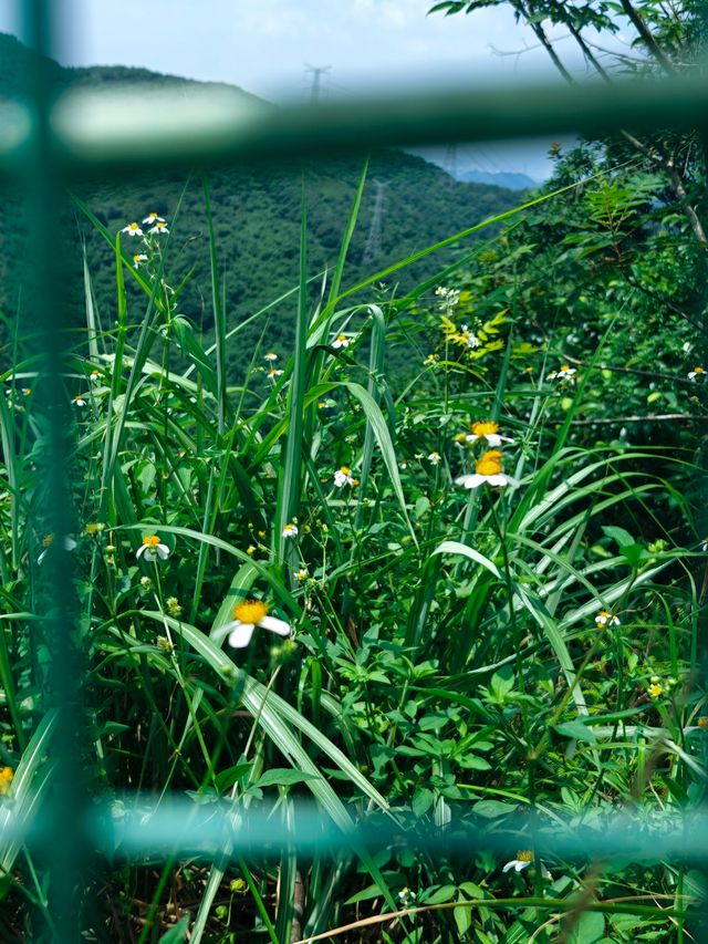 陽台山公園。