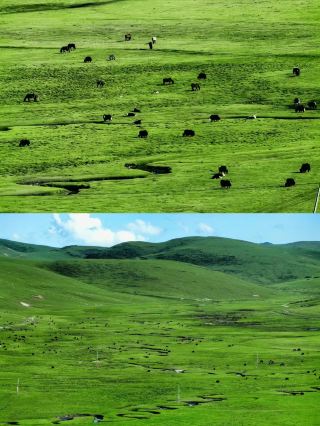 Gansu Altay - Langdu Wetland Grassland.