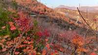 紅葉染盡「坡峰嶺」。