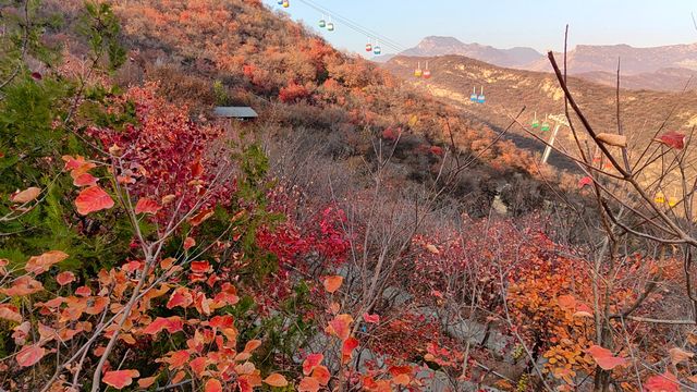紅葉染盡「坡峰嶺」。