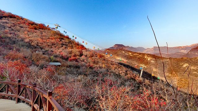 紅葉染盡「坡峰嶺」。