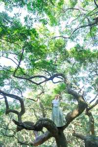 廣州1h直達丨現實版的「阿凡達」神秘仙境！。