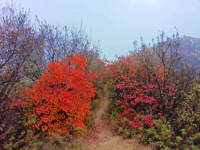 西安‖徒步五道梁觀賞紅葉。