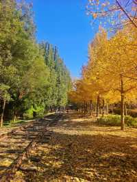 北京將府公園的秋天，就是老舍筆下的模樣。