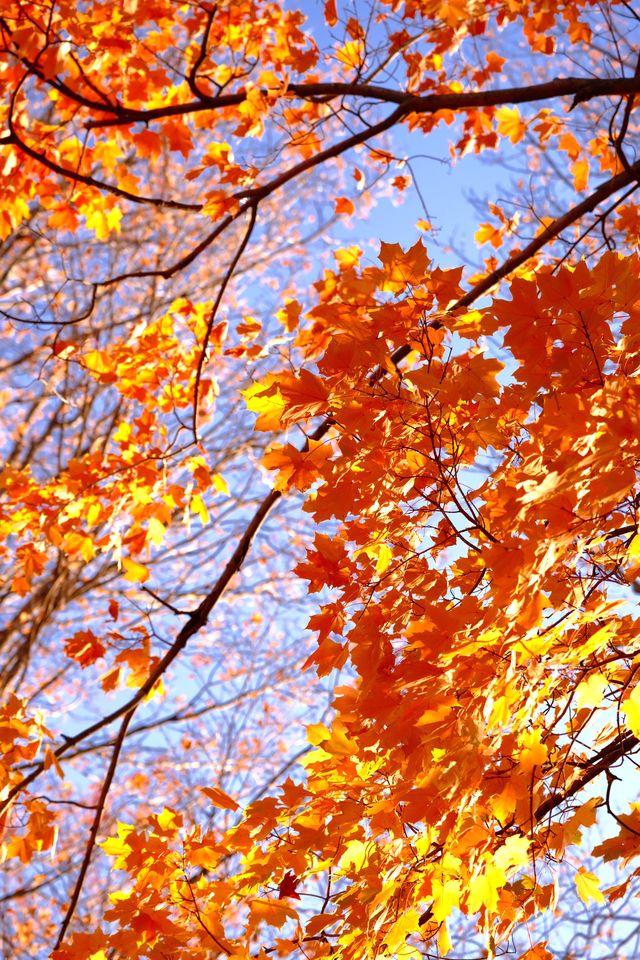 Prospect Park: A Convenient Spot for Leaf Peeping in New York