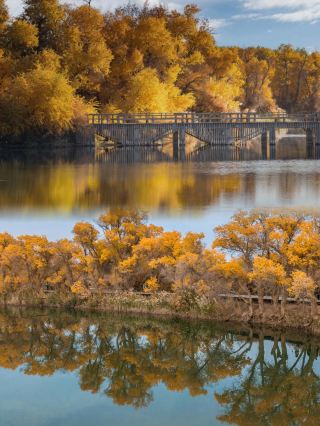 Xinjiang Populus Euphratica Forest | A Thousand-Year-Old Golden Fairy Tale
