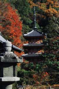 宇治|三室戶寺