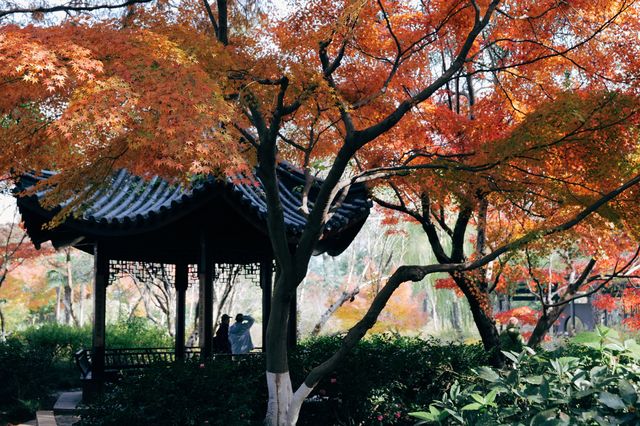 上海紅葉季｜閔行紅園，我言冬日勝春朝