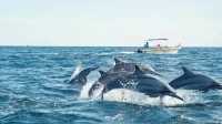 Sri Lanka Whale Watching Guide: Experience the Majestic Whales