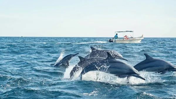 Sri Lanka Whale Watching Guide: Experience the Majestic Whales