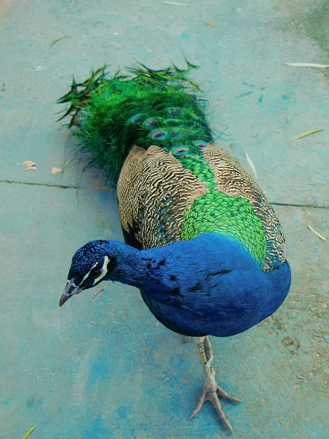 冬季反向目的地特色旅行好去處（附動物樂園攻略）
