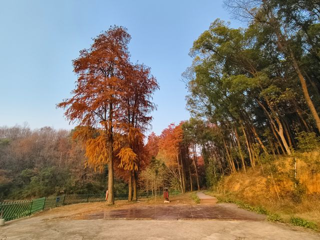 植物園裡的水杉