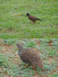 南非比鄰斯堡動物園 | 走進野生動物的奇妙世界