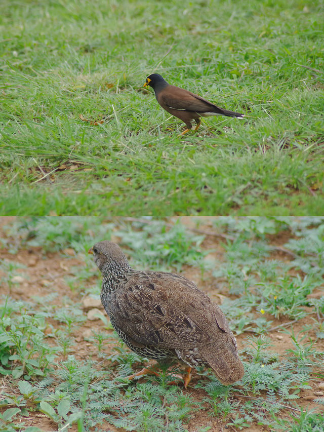 南非比鄰斯堡動物園 | 走進野生動物的奇妙世界