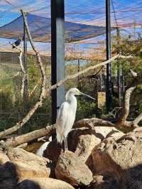 Explore the Phoenix Zoo: A Day of Adventure and Wildlife