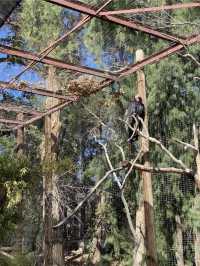 Discover the Phoenix Zoo: A Weekend Adventure with Dinosaurs