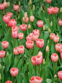 福州沙灘公園鬱金香花海美如油畫