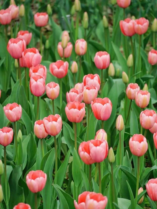 福州沙灘公園鬱金香花海美如油畫