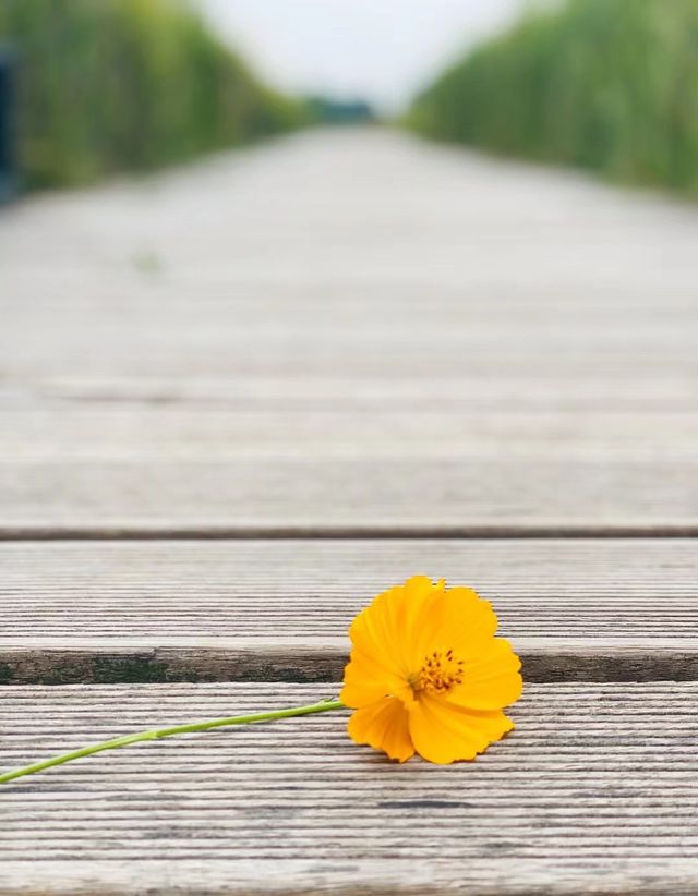 成都周邊遊 菊次郎的夏天