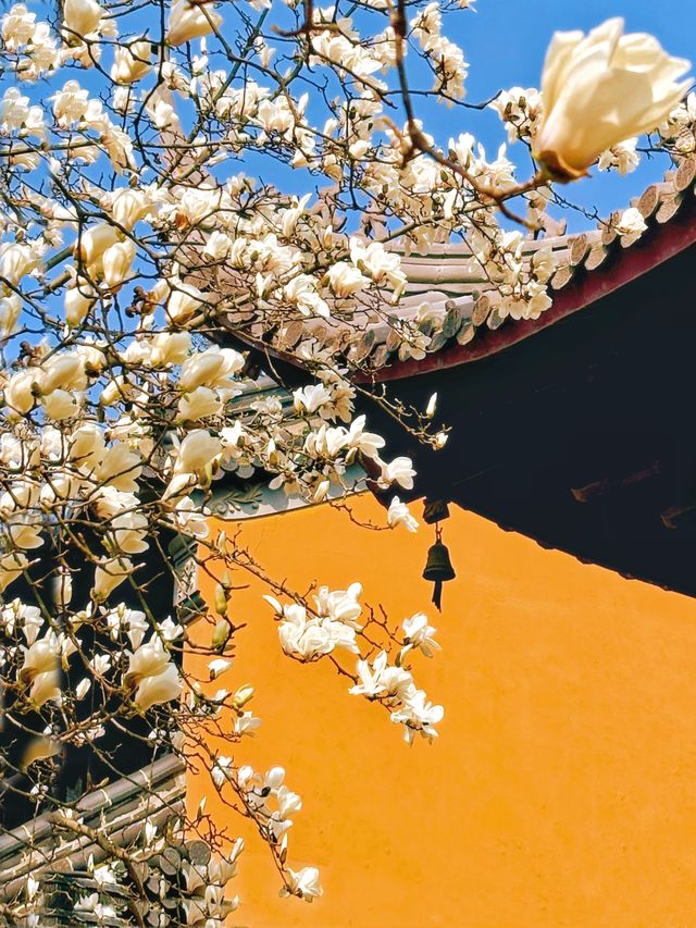 南京春日宴，真的會被玉蘭美哭！南京賞花攻略！